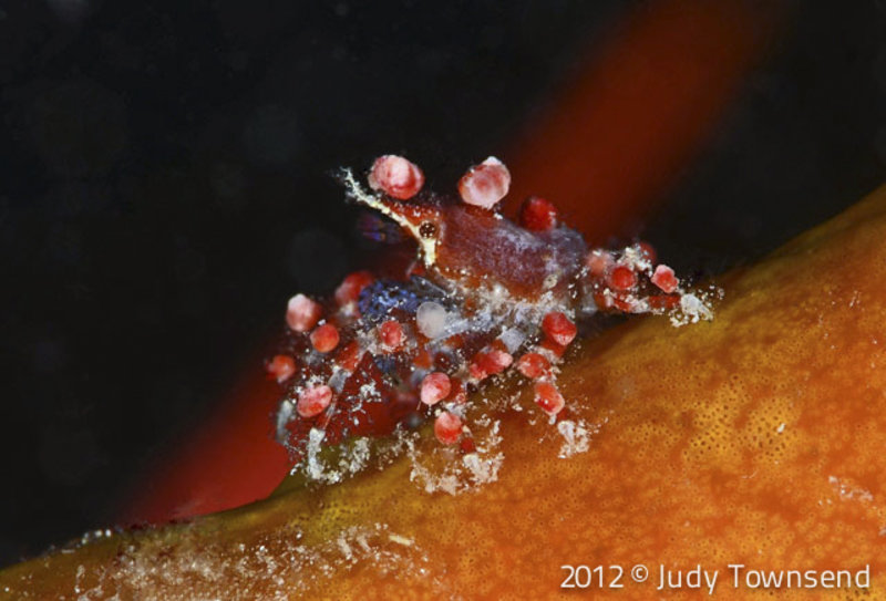 Crypic teardrop crab By Judy Townsend