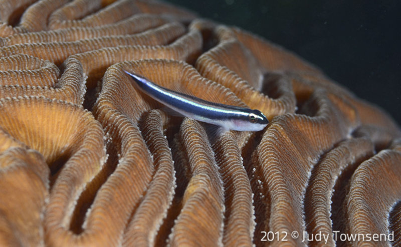Neon goby By Judy Townsend