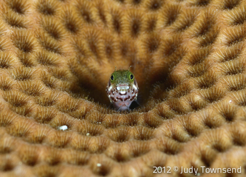 Spinyhead blenny By Judy Townsend