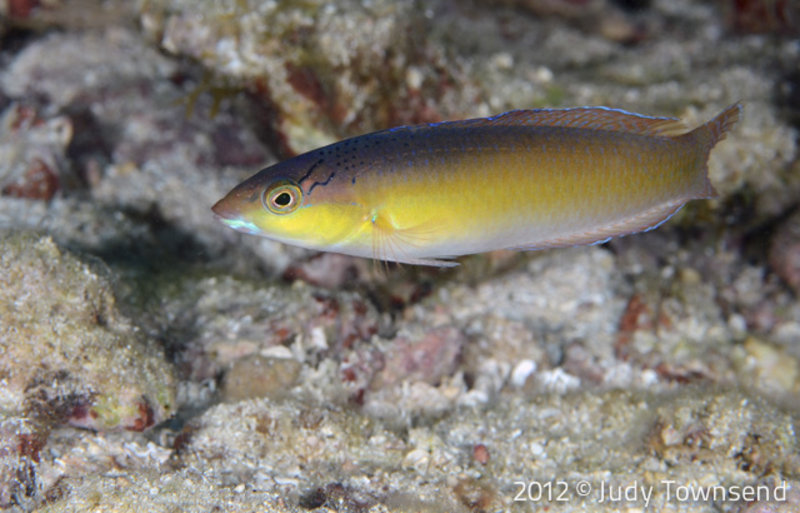 Yellowhead wrasse By Judy Townsend