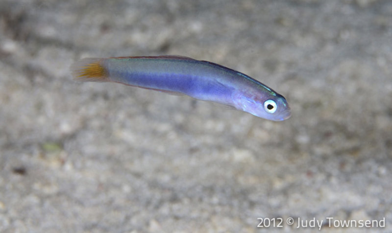 Goby By Judy Townsend
