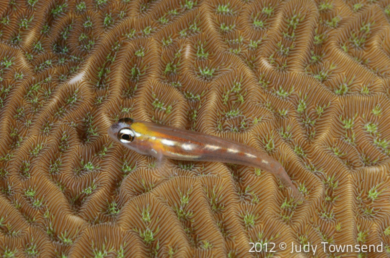 Masked-glass goby By Judy Townsend