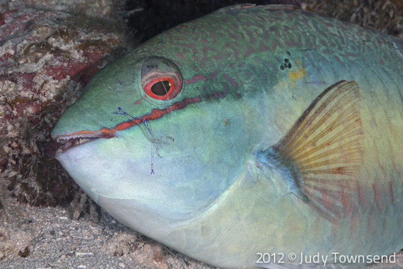 Redband parrotfish By Judy Topwnsend