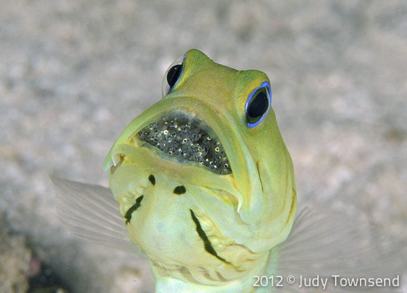 Yellowhead jawfish with eggs By Judy Townsend