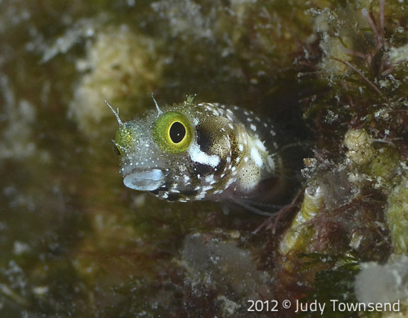 Spinyhead blenny By Judy Townsend
