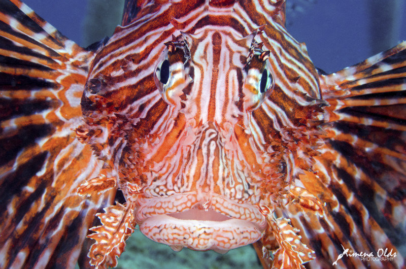 Lion fish