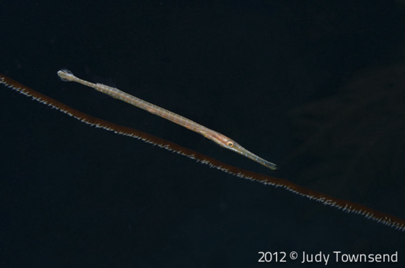 Trumpetfish- juvenile By Judy Townsend