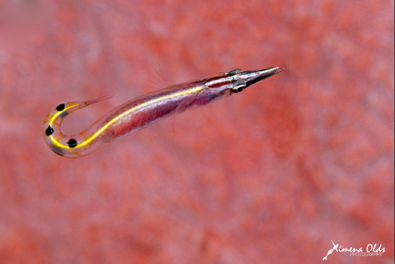 Arrow blenny hunting for food.