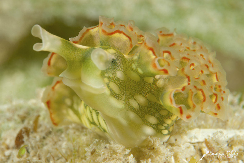 Lettuce seaslug