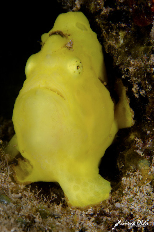 Yellow frogfish Further away (different images-not a crop)