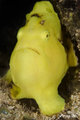 Yellow frogfish closer look