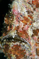 Painted Frogfish close-up