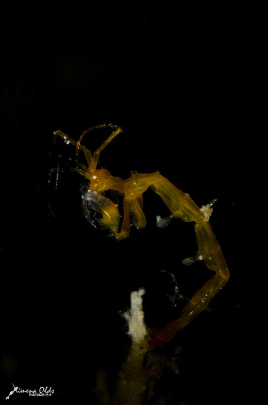 Orange Skeleton Shrimp