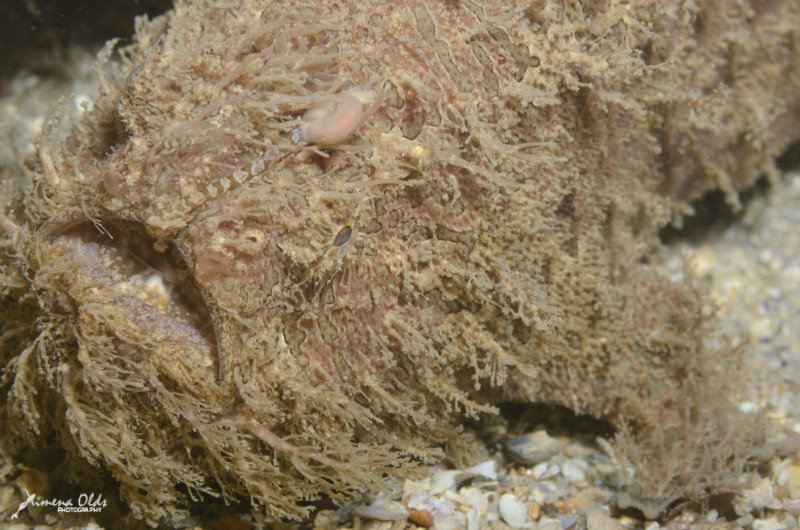 striated frog fish