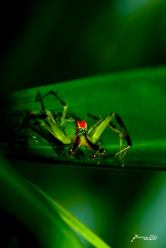 Cool green neon spider..quick snap shot before it jumped away
