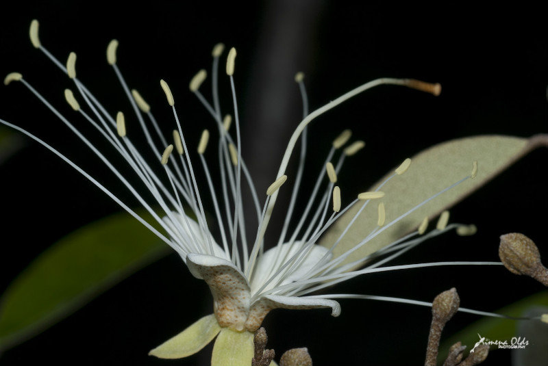 Jamaican Caper flower
