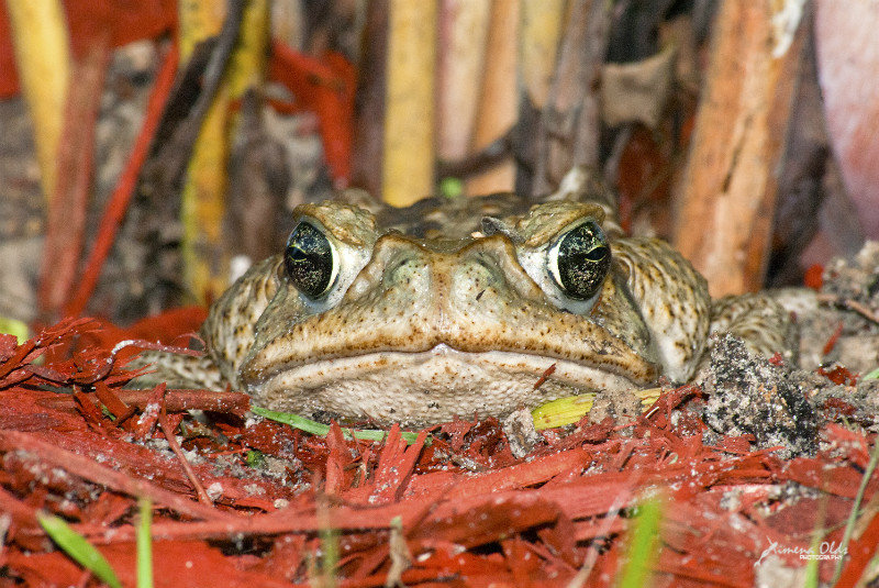 Adult Toad hiding in the Arekas