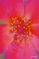 Purselane flower