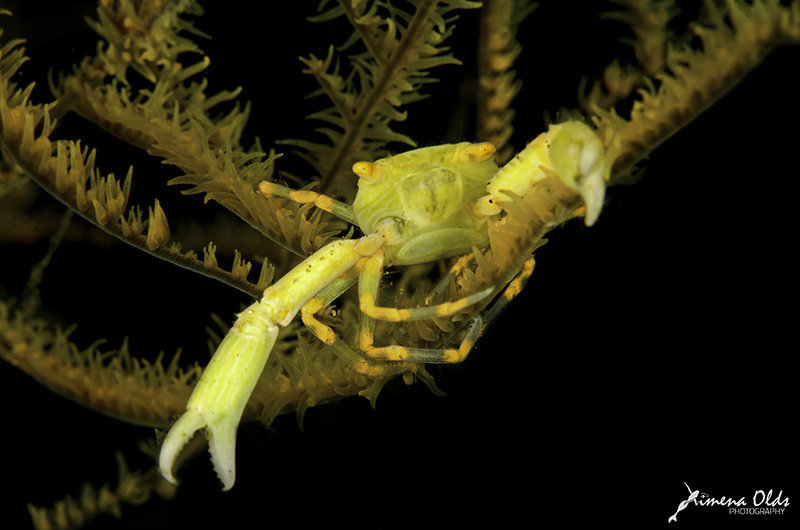 Yellow Porcelain Crab in crinoid 