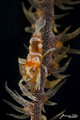  Typical Shrimp
