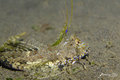 Another Dragonet 