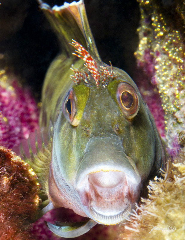 Milly Molly Blenny With Eggs