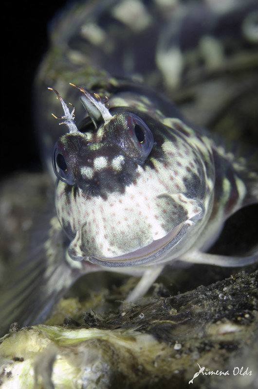 Another kind of Blenny