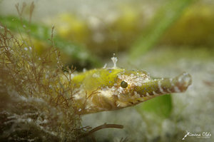 Pipefish with blue dots