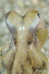 White spotted Long Arm Octopus
