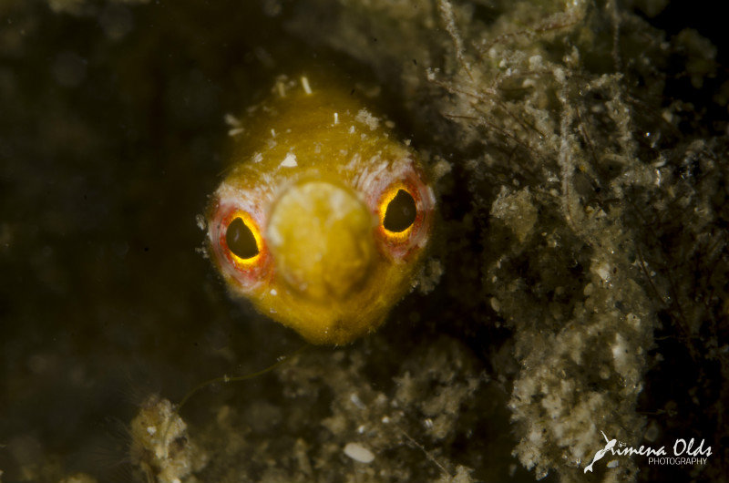 Orange Pipefish with red coloration around the eyes