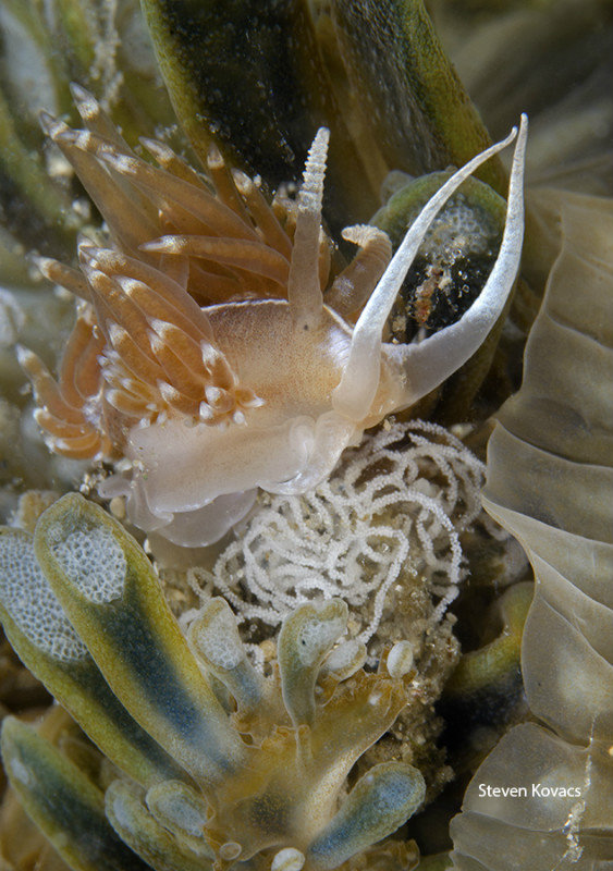 Nudibranch laying eggs on Up-side-down Jelly
