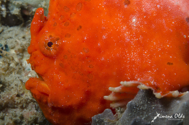 Orange frogfish with cute paws 