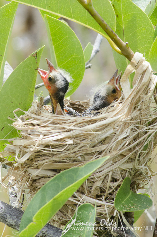 Redwing Blackbird chicks feeding- By Ximena Olds