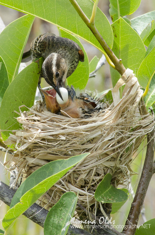 Poop Sac - Redwing Blackbird chicks feeding- By Ximena Olds