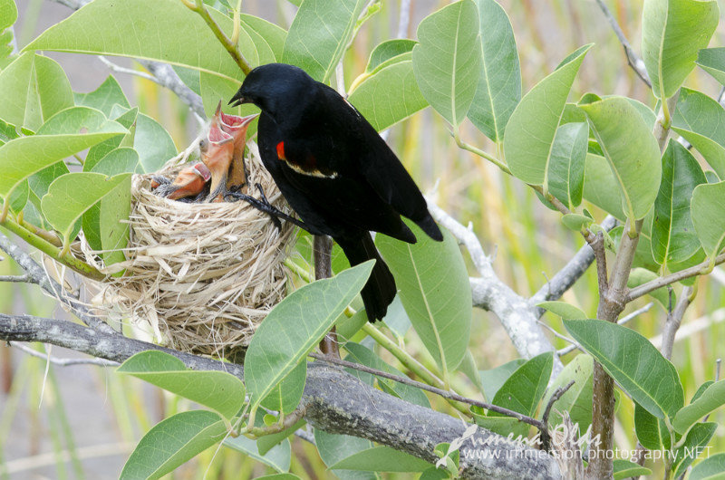Male- Redwing Blackbird chicks feeding- By Ximena Olds