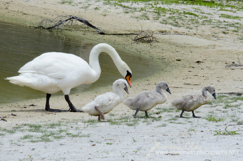 Swan Family- By Ximena Olds