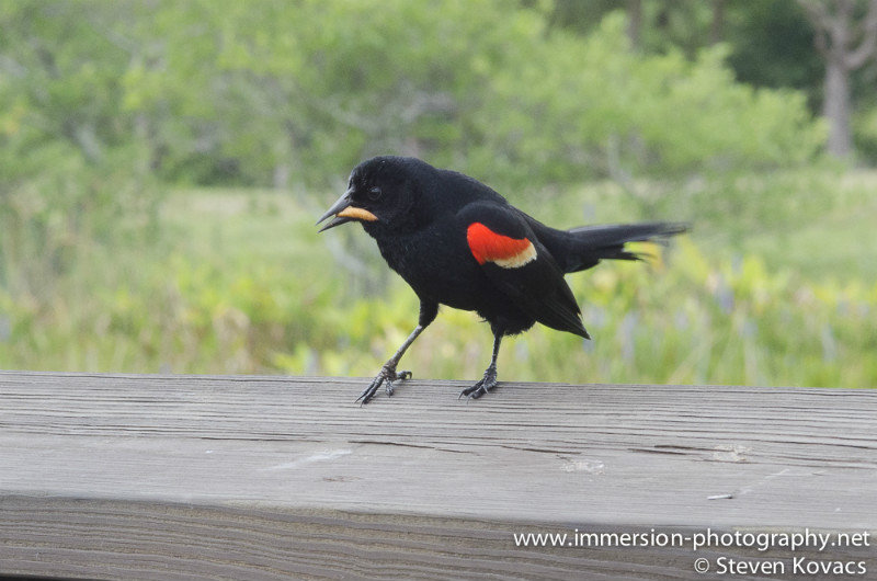 Male Redwing Blackbird-By Steven Kovacs