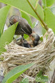 Redwing Blackbird chicks feeding- By Ximena Olds