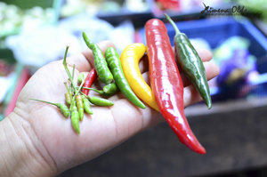 Different types of chilli
