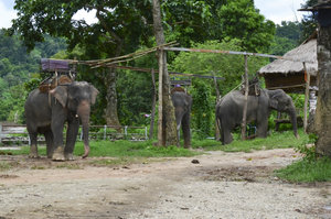Elephant Camp-31