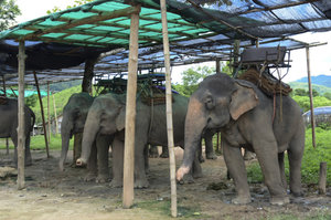 Elephant Camp-27