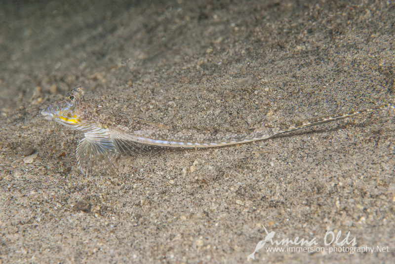 Male-Pointy tail dragonete-View of the tail