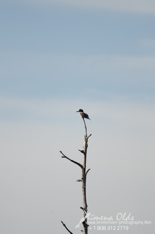 King Fischer on its perch in the middle of the wetlands