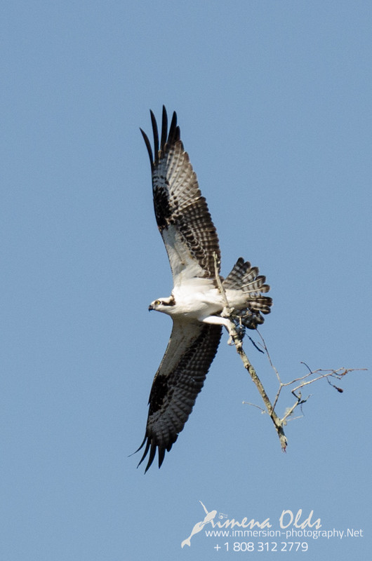 Osprey carefully pick sticks that will nest their eggs