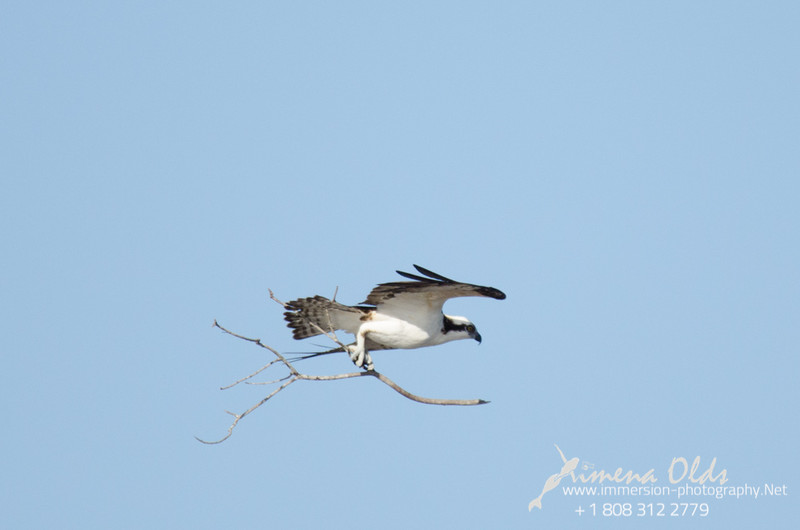 Ospreys busy building a nest