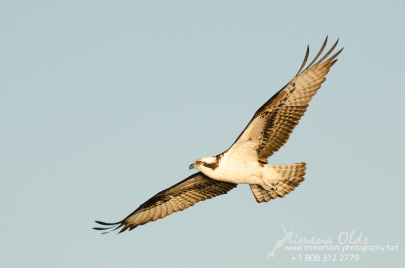 Osprey gliding by