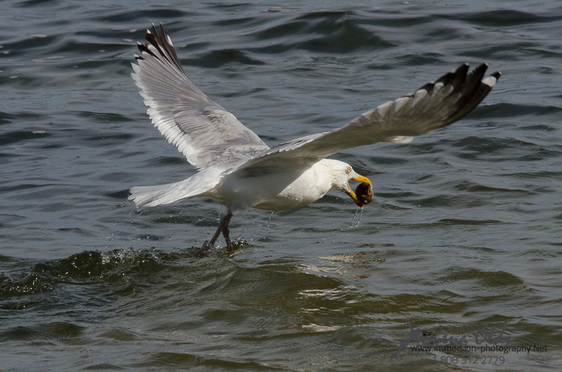  Seagulls-Nantucket- MA-2