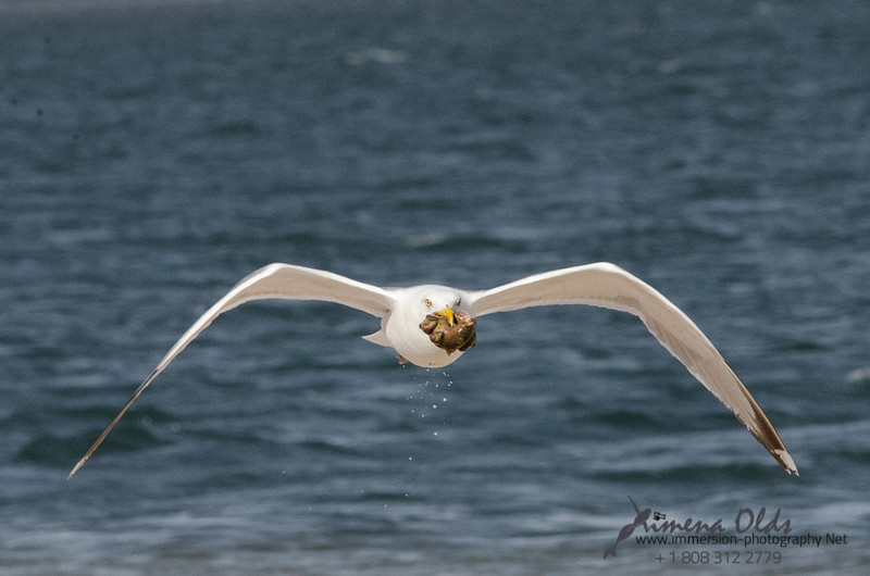  Seagulls-Nantucket- MA-4