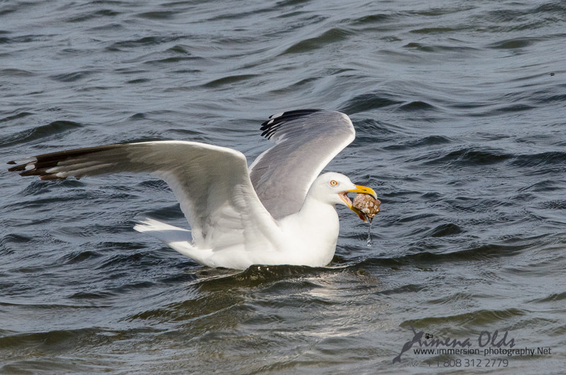  Seagulls-Nantucket- MA-6
