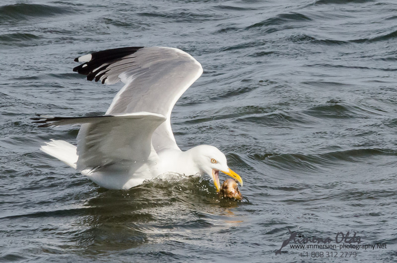  Seagulls-Nantucket- MA-7